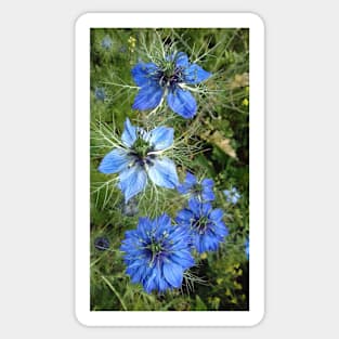 Blue Cornflower photograph Sticker